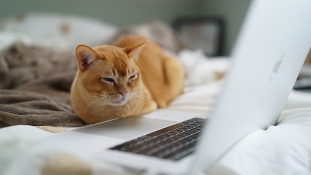 gato mira ordenador esperando respuesta